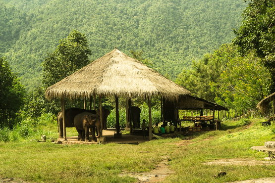 beitrags-bild-die-wanderlust-elephant-camp